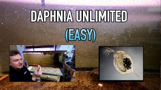 How I Raise Daphnia Water Fleas And You Can Too [upl. by Jacobsohn633]