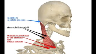 Two Minutes of Anatomy Sternocleidomastoid SCM Muscle [upl. by Lenroc]