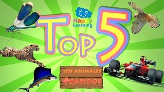 TOP 5 Los animales más rápidos del mundo [upl. by Nerte]