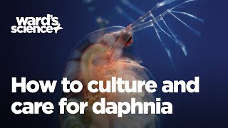 Caring and Culturing for Daphnia [upl. by Marilin]