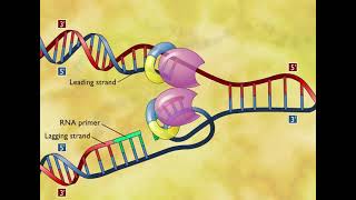 DNA Replication 3D Animation [upl. by Zollie]