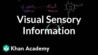 Visual sensory information  Processing the Environment  MCAT  Khan Academy [upl. by Aisirtap]