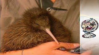 Kiwi Bird Fascinating Facts [upl. by Nonnahsed]