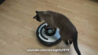 Cat shows HOW TO use iRobot Roomba Vacuum [upl. by Haidabo622]