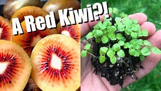 Tasting and Growing RED KIWIFRUIT From Seed [upl. by Kelila]