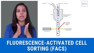 Fluorescenceactivated cell sorting FACS  Basics In Hindi  Part II [upl. by Akeenahs66]