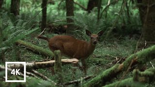 Windy Forest Sounds and River in Olympic National Forest  4k Binaural Sounds for Sleep [upl. by Janith]