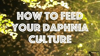 How To Feed Your Daphnia Culture [upl. by Aklog925]