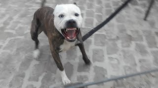 Pitbull Attack aggresive pitbull terrier Tiger [upl. by Ahseal]