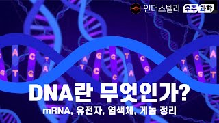 DNA란 무엇인가 mRNA 유전자 염색체 게놈 정리 [upl. by Ruscio]