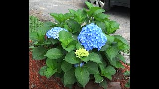 An Easy Guide for Pruning Macrophylla Hydrangea Plants [upl. by Aikcir545]