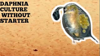 HOW TO CULTURE DAPHNIA NATURALLY WITHOUT A STARTER [upl. by Irrehc501]