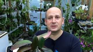 ORCHID KEIKIS HOW AND WHEN TO REMOVE AND REPOT ORCHID KEIKIS [upl. by Anemij6]