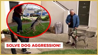 How to Solve Dog Aggression  Dog Nation [upl. by Areid]