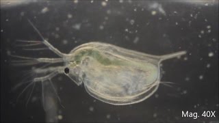 Daphnia magna under the Microscope [upl. by Ellehs]