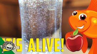 How to culture Vinegar Eels The EASY Way Live Fish Food [upl. by Yerffoeg]