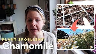 Chamomile Plant Common Uses and Growing Instructions [upl. by Leanne]