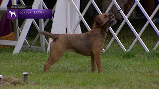 Border Terriers  Breed Judging 2021 [upl. by Ynnattirb958]