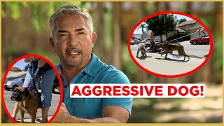 HOW TO CALM AN AGGRESSIVE DOG  Cesar 911 [upl. by Muiram421]