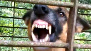 Vicious dog barking fiercely and loudly [upl. by Ahsap]