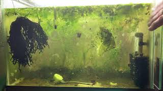 Scuds Daphnia Cherry Shrimp Copepods My aquatic food culture [upl. by Devina]