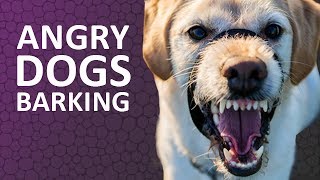 ANGRY DOGS BARKING sound effect HD [upl. by Htnnek]