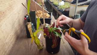 The Ultimate Nepenthes Cutting Guide [upl. by Tail]