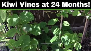 How To Grow A Kiwi Tree or Vine From Seed  24 Months [upl. by Stanwinn601]