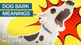 What Different Dog Barks Mean [upl. by Solotsopa]