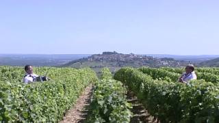 Vendanges en Sancerrois par l Orchestre Dominique et Stéphanie FLOQUET [upl. by Thinia]