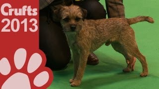 Border Terrier  Best of Breed  Crufts 2013 [upl. by Tamma]