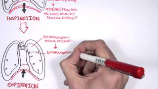 Mechanism of Breathing [upl. by Hume100]