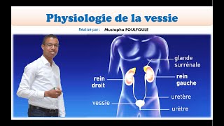 La physiologie de la vessie [upl. by Arytas857]