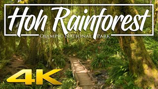 Hoh Rainforest Olympic National Park  Relaxation and Hiking Guide 4K [upl. by Akimat]