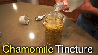 Chamomile Tincture  How we use and make it [upl. by Clorinda]