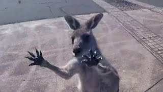 Kangaroo Gang Attacks Skydiver [upl. by Notreve]