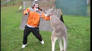 Kangaroo vs Human Kangaroo attacking [upl. by Ynnattirb]