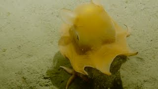 Adorable Flapjack Octopus  Nautilus Live [upl. by Aninaj]