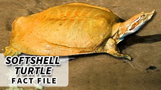 Softshell Turtle Facts BIGGEST freshwater TURTLE  Animal Fact Files [upl. by Naul]