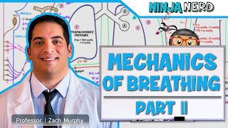 Respiratory  Mechanics of Breathing Inspiration  Part 2 [upl. by Hael]