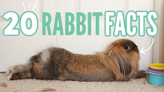 20 Facts About Rabbits 🐰 [upl. by Shultz157]