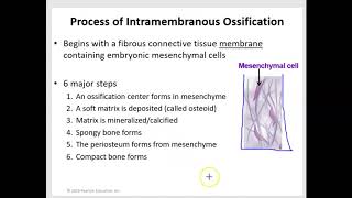 Intramembranous and Endochondral Ossification [upl. by Camel]