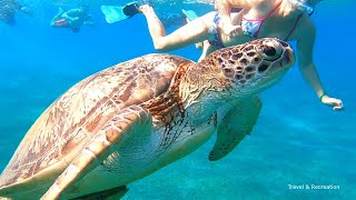 SNORKELING Egypt  Marsa Alam coral reefs and turtles [upl. by Anirtal254]