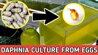 HOW TO HATCH DAPHNIA EGGS  HOW TO CULTURE DAPHNIA [upl. by Kidd203]