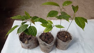 How to propagate mahogany or swietenia macrophylla tree from seed [upl. by Hubble230]