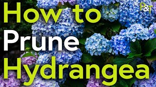 How to Prune Hydrangea A Martin Masterclass  Pots amp Trowels [upl. by Esorylime933]