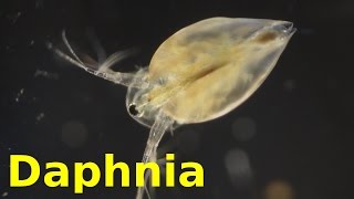 Daphnia [upl. by Kwei]