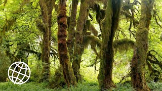 Olympic National Park Washington USA Amazing Places 4K [upl. by Dame556]