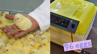 Automatic Egg Incubator Set Up  assembly [upl. by Kciderf]