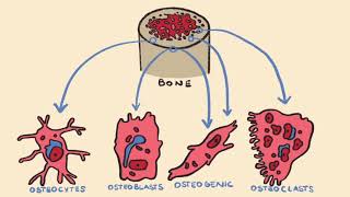 Bone Formation amp Endochondral Ossification [upl. by Airuam405]